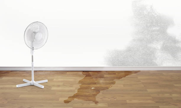 Best Mold removal after water damage  in Andrews, NC